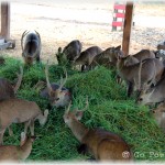 Santa's Reindeer